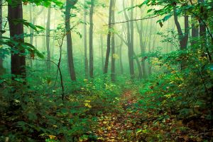 06  973-Newbury-Trail---H.jpg